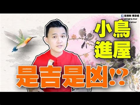 鳥飛 入 屋 風水|【有鳥飛進家裏】小鳥光臨我家！有鳥飛進屋裡的吉凶。